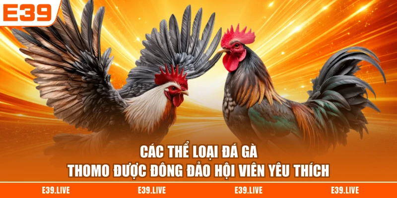 Các thể loại đá gà Thomo được đông đảo hội viên yêu thích