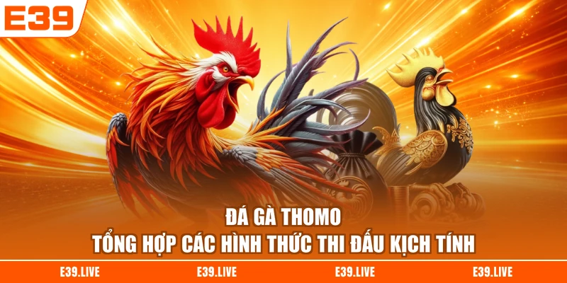 Đá Gà Thomo - Tổng Hợp Các Hình Thức Thi Đấu Kịch Tính